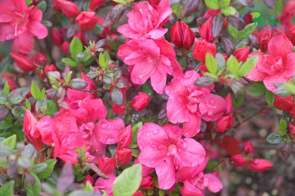 Azalia japońska Maraschino